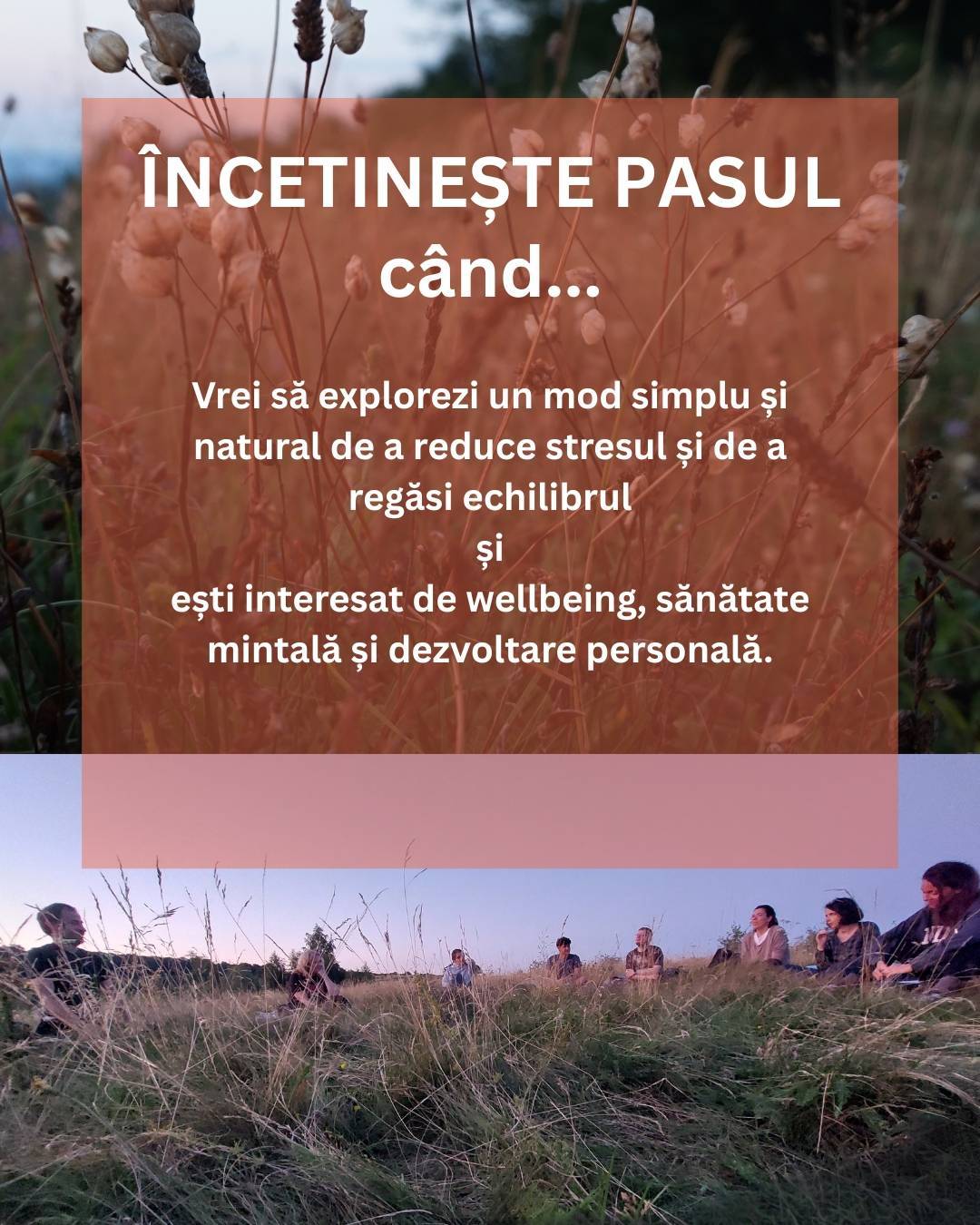 Încetinește Pasul - explorări în natură prin Forest Therapy