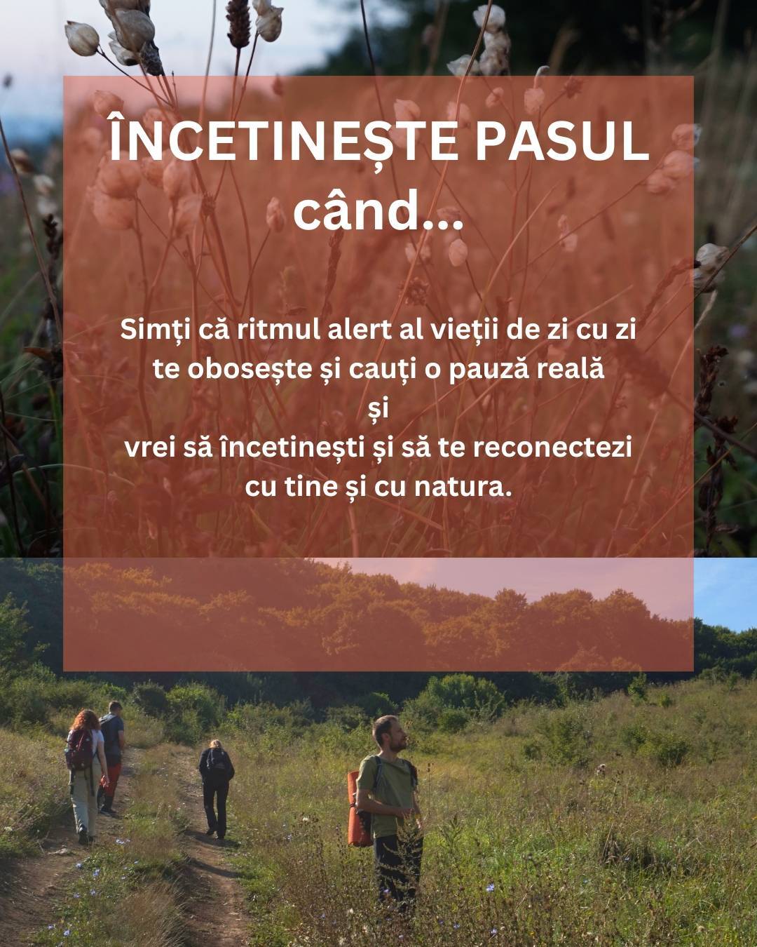 Încetinește Pasul - explorări în natură prin Forest Therapy